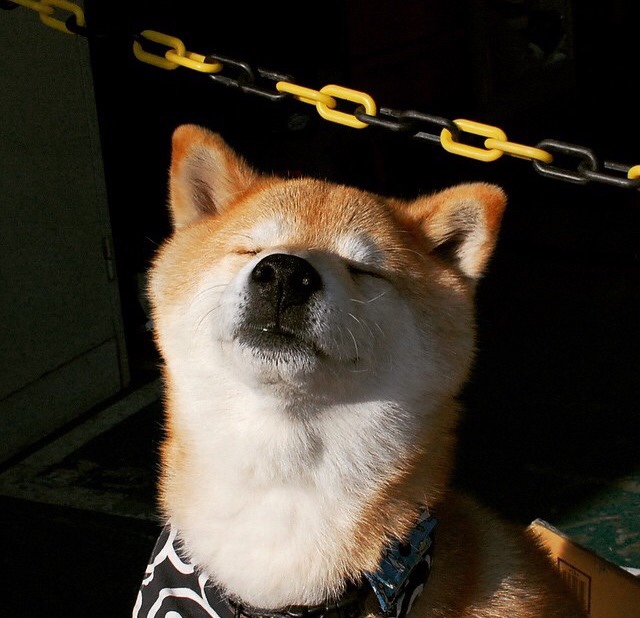 卡拉斯科的沉默之旗,当塞内加尔在阴影里完胜阿根廷