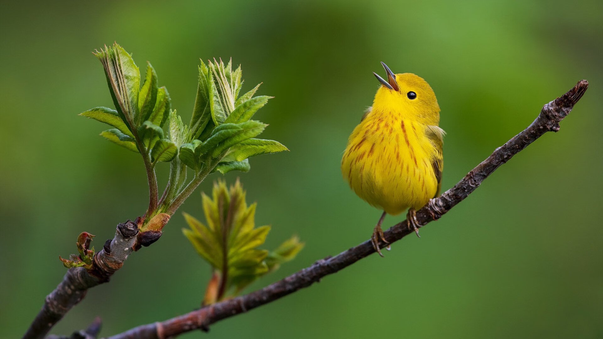归化的胜利，安赛龙如何让法国羽毛球队完成不可能的任务