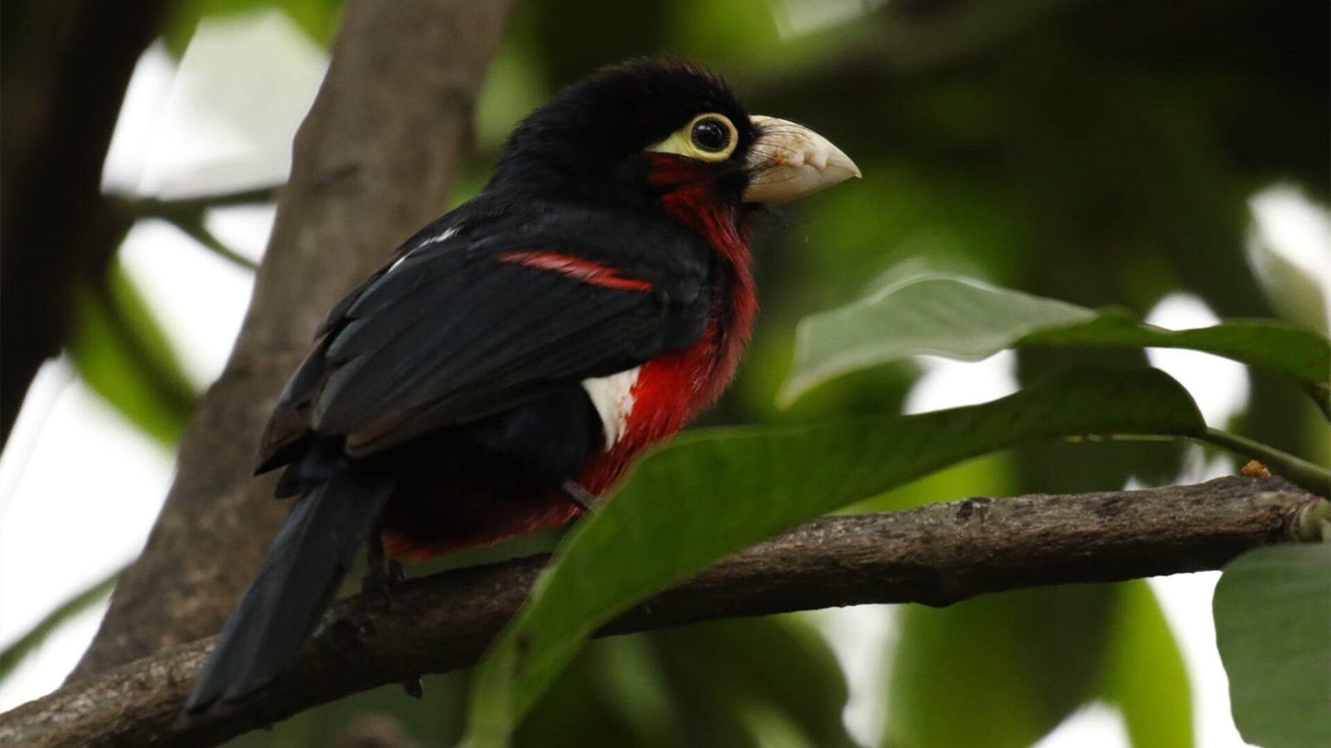 旧王座的裂缝与新王冠的曙光，当三狮咆哮与银球划破长空