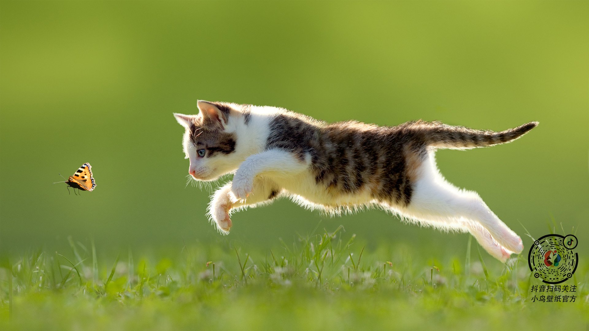 强压下的破局者，阿坎吉暗夜一击定乾坤