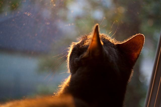 当恩比德空砍70分盛宴，独行侠用团队锋刃终结灰熊