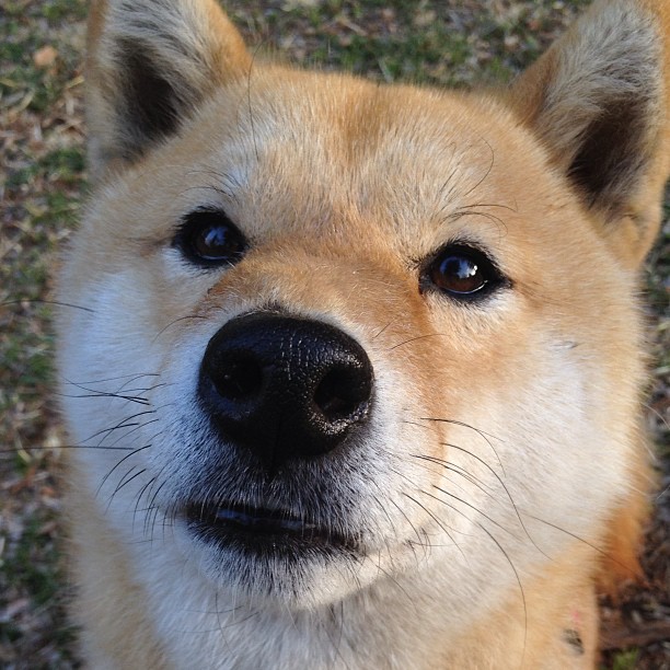 战术密码，凯尔特人用整体锁死爵士，武切维奇成为致命棋子