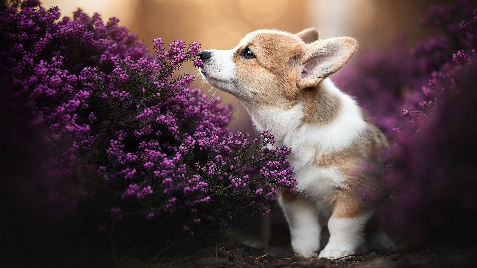 狼牙啃不断绿军铁骨，爱德华兹爆发夜难阻凯尔特人集体防线