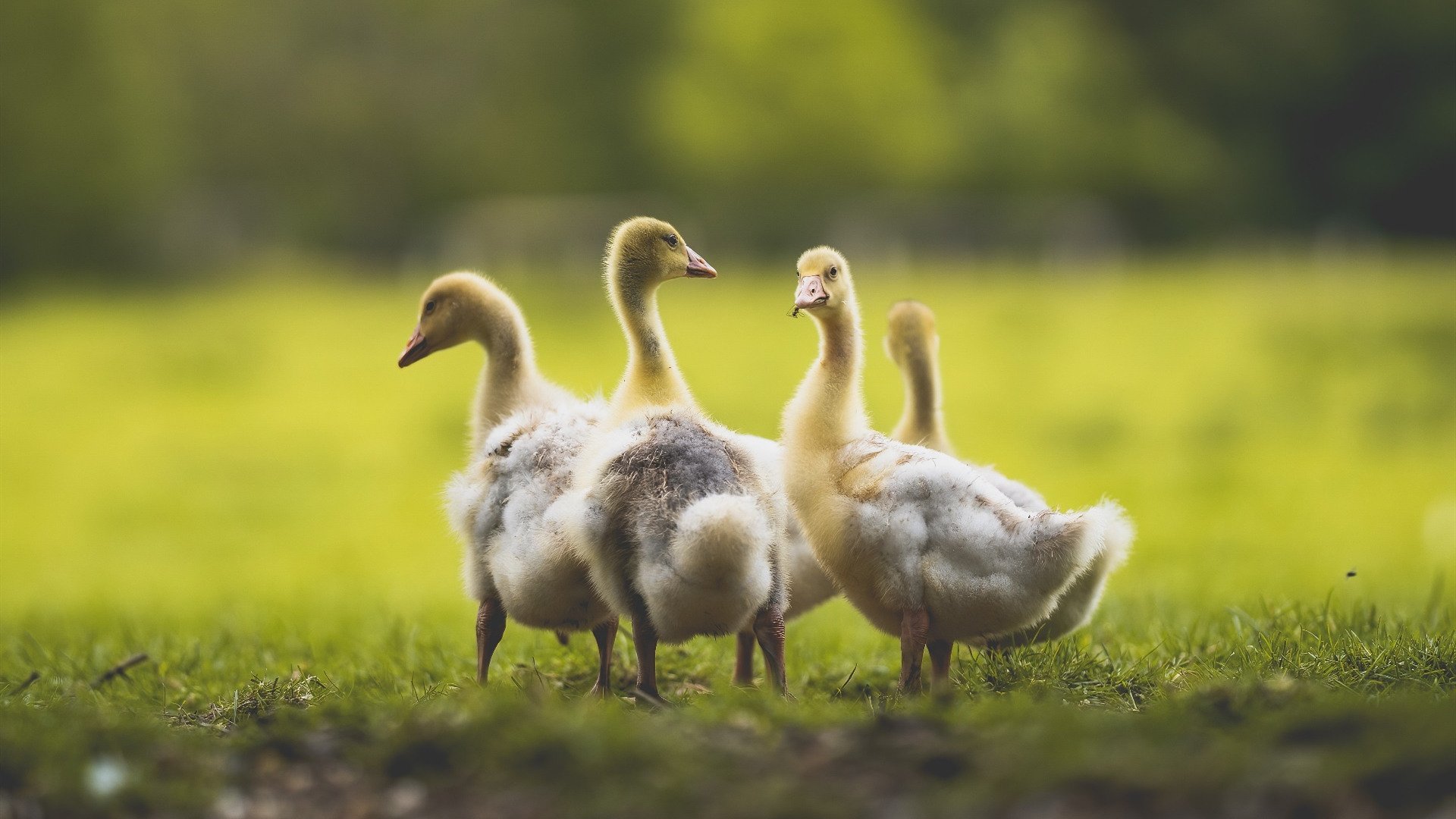 卢卡库粉碎质疑！德甲争冠夜他踢出封神一战，让全欧洲重新颤抖