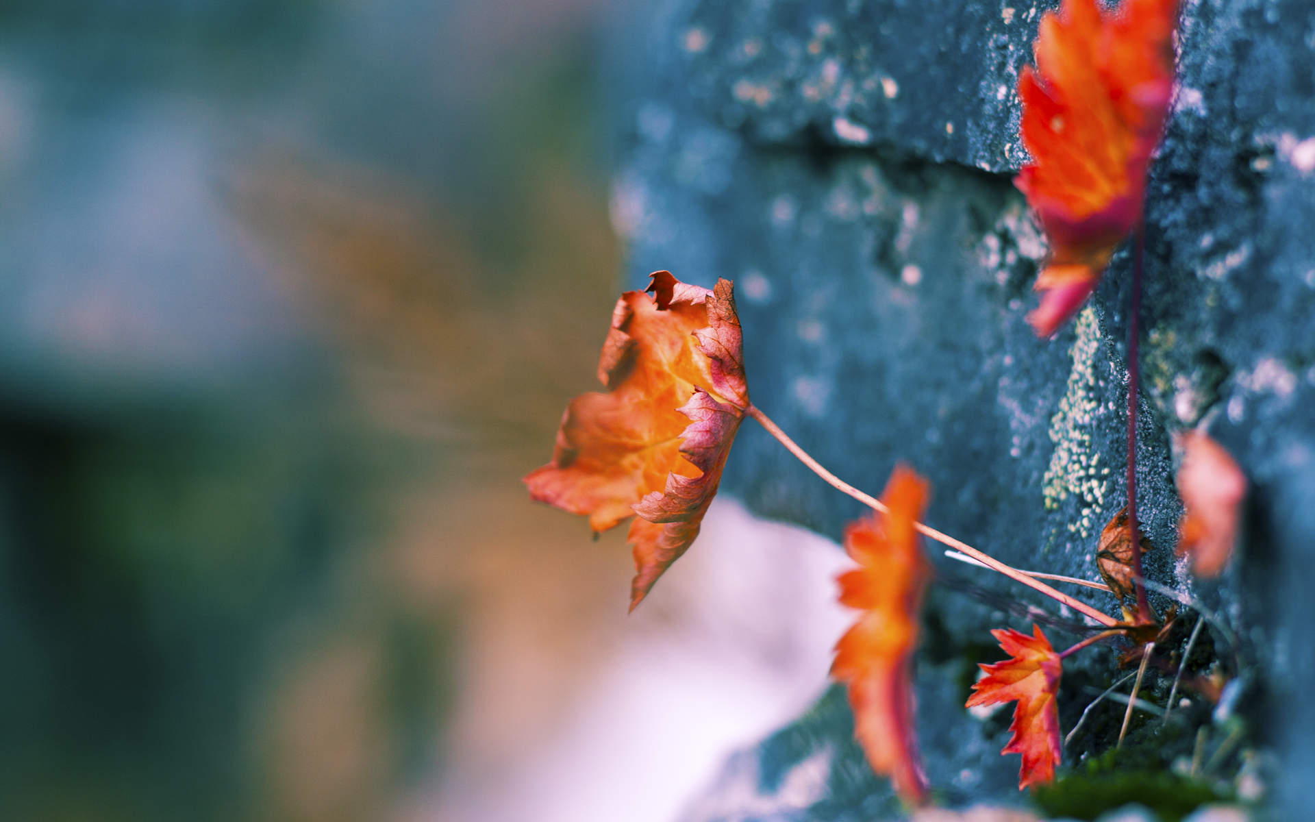 龙纹与绿影，德罗赞的跨洋觉醒