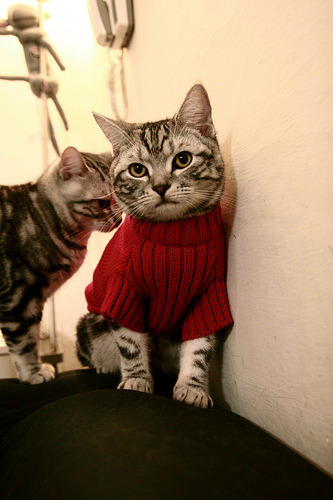 东西半球同现压制美学，德甲争冠悬念与勇士团队篮球的胜利哲学