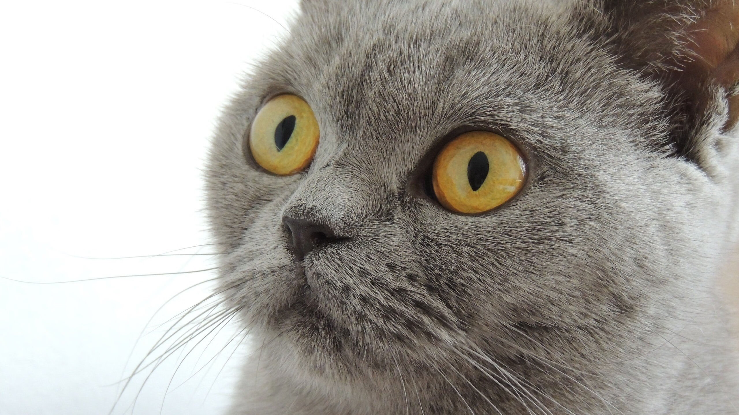 足球唯一性哲学,当摩洛哥交响乐逆转尤文,劳塔罗绘下不可复制的最后一笔