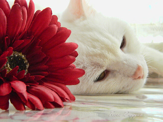 爱游戏官方-被诅咒的梅西，救赎在平行世界